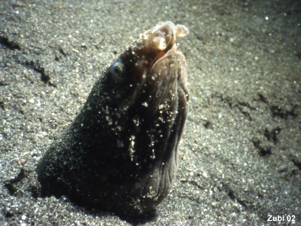 Pisodonophis cancrivorus (Anguilla serpente di tana)